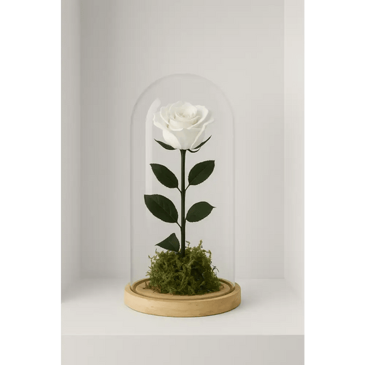 Preserved Ivory Rose Tall Glass Dome - Bloom Fleurs & Cadeaux