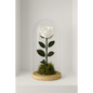 Preserved Ivory Rose Tall Glass Dome - Bloom Fleurs & Cadeaux