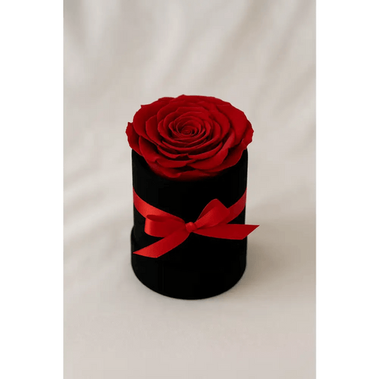 Red Preserved Rose in Black Mini Velvet Box - Bloom Fleurs & Cadeaux