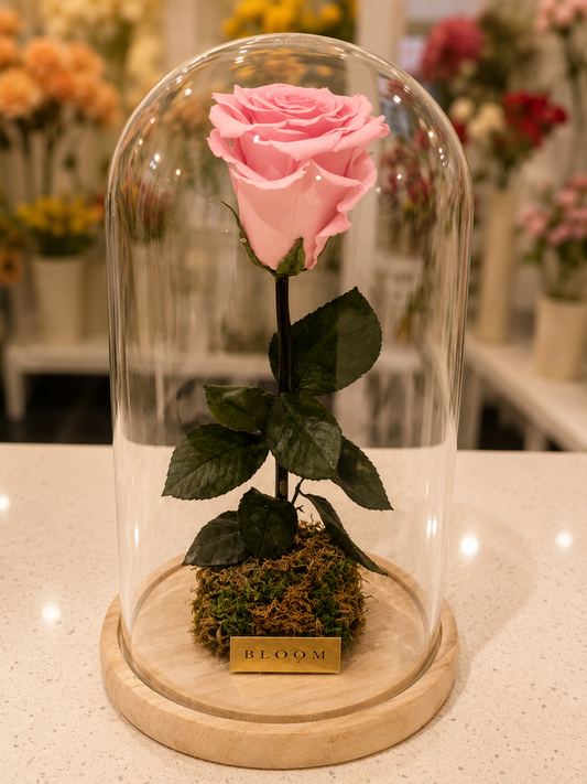 RoPink Preserved Rose in Glass Dome – 12”se