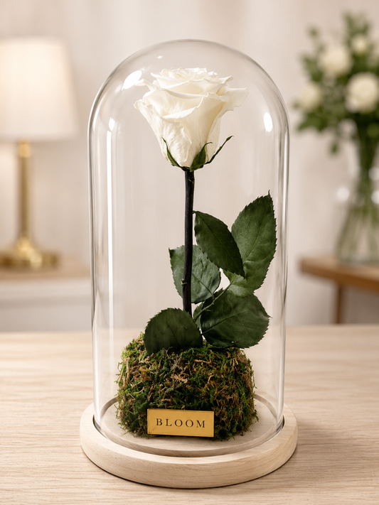 White Preserved Rose in Glass Dome – 12”