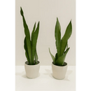 Snake Plant in White Ceramic Pot - Bloom Fleurs & Cadeaux