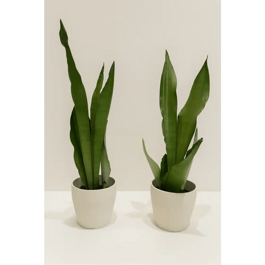 Snake Plant in White Ceramic Pot - Bloom Fleurs & Cadeaux