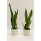 Snake Plant in White Ceramic Pot - Bloom Fleurs & Cadeaux