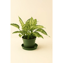 Spring Snow – 8" Pot - Bloom Fleurs & Cadeaux