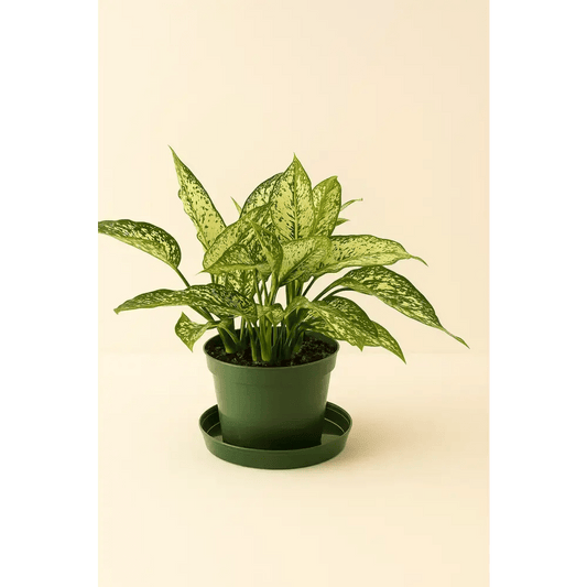 Spring Snow – 8" Pot - Bloom Fleurs & Cadeaux