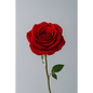 Timeless Red Roses - Bloom Fleurs & Cadeaux