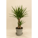 Yucca Cane Plant - Bloom Fleurs & Cadeaux