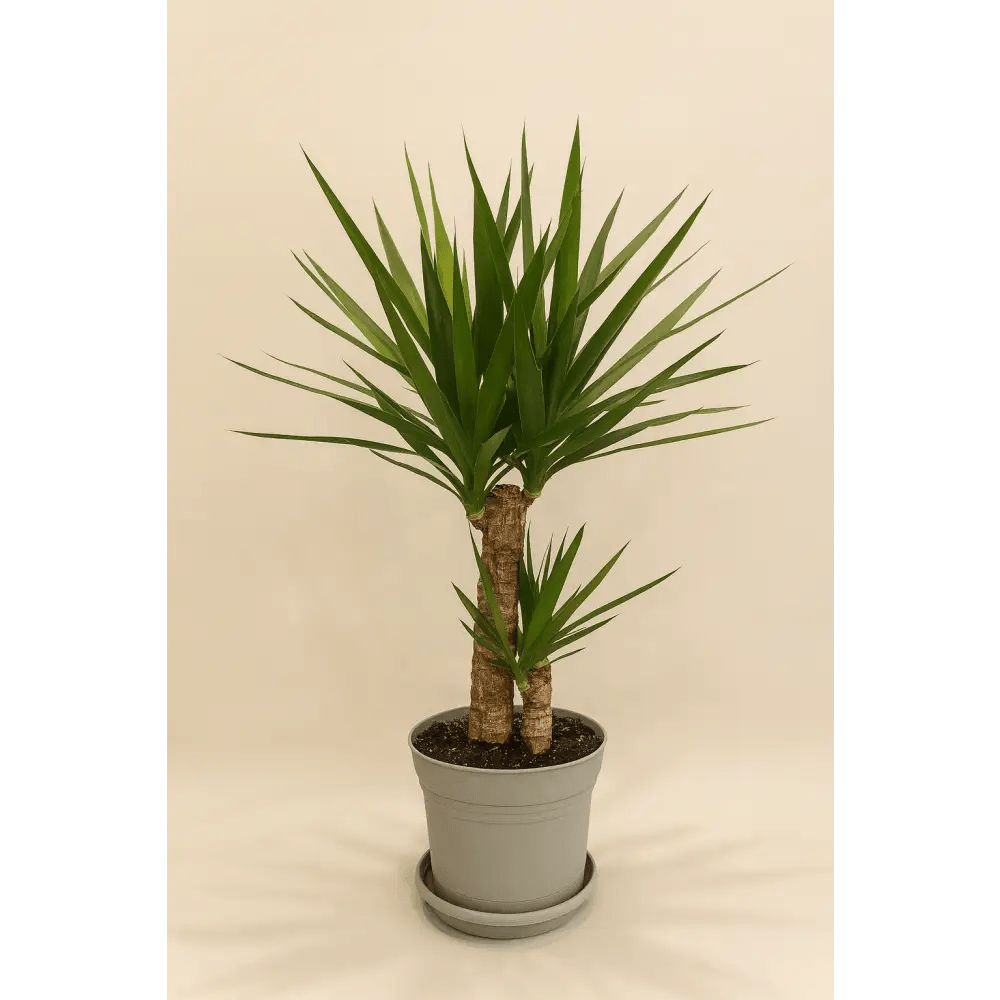 Yucca Cane Plant - Bloom Fleurs & Cadeaux