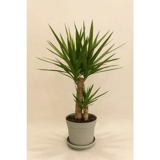 Yucca Cane Plant - Bloom Fleurs & Cadeaux