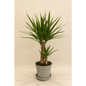 Yucca Cane Plant - Bloom Fleurs & Cadeaux