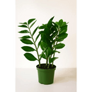 ZZ Plant in 8" Grower’s Pot – Low Maintenance Indoor Greenery - Bloom Fleurs & Cadeaux