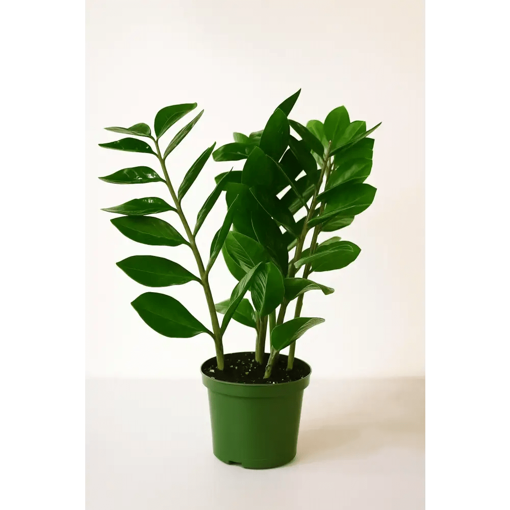 ZZ Plant in 8" Grower’s Pot – Low Maintenance Indoor Greenery - Bloom Fleurs & Cadeaux