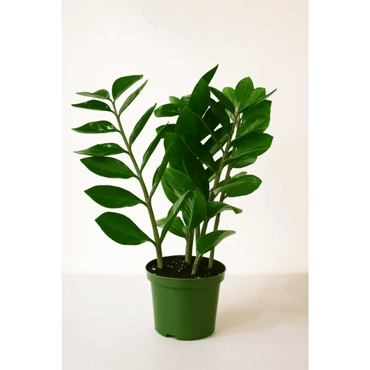 ZZ Plant in 8" Grower’s Pot – Low Maintenance Indoor Greenery - Bloom Fleurs & Cadeaux