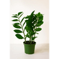 ZZ Plant in 8" Grower’s Pot – Low Maintenance Indoor Greenery - Bloom Fleurs & Cadeaux